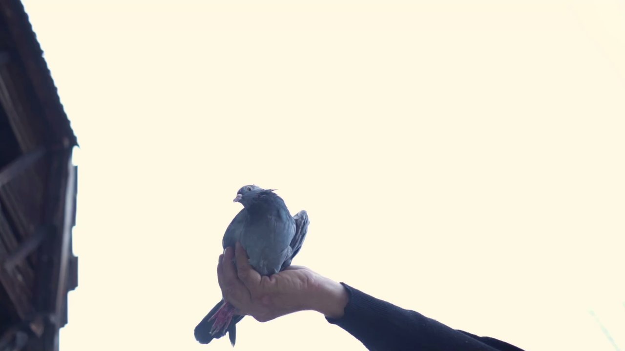 Corona: Diese Taube fliegt aus den USA nach Neuseeland und soll nun eingeschläfert werden