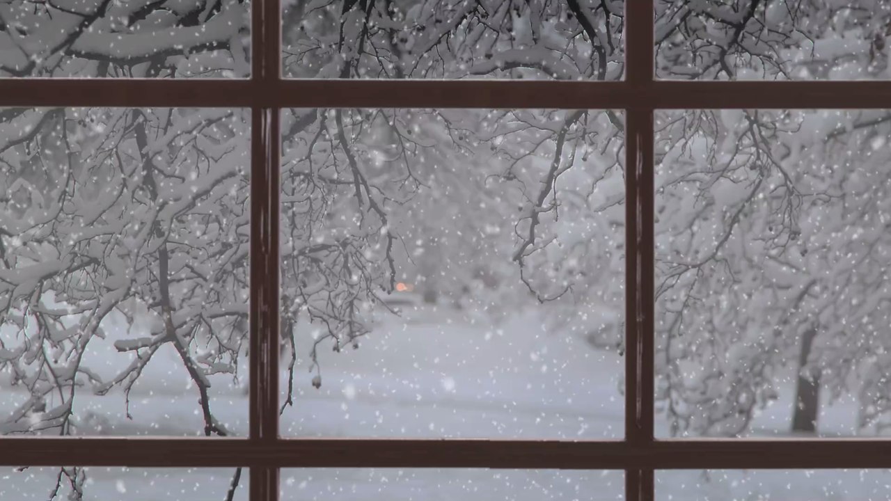 Haustiere: Hier lauern versteckte Gefahren in der Adventszeit