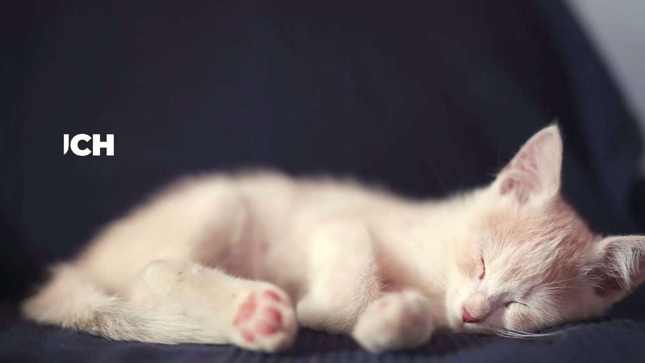 Haustierliebe: Warum dich deine Katze für ihre Mama hält