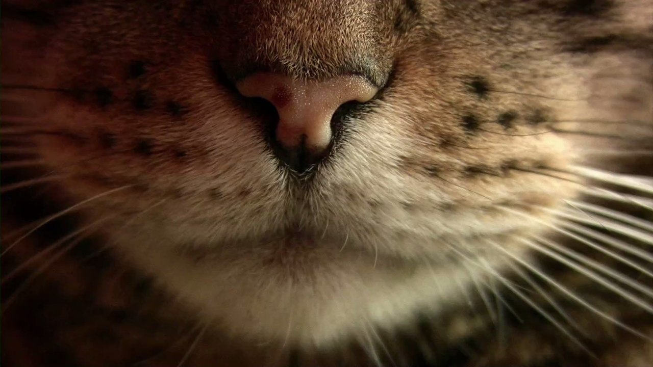 Miau? Wie du deine Katze dank künstlicher Intelligenz endlich verstehst