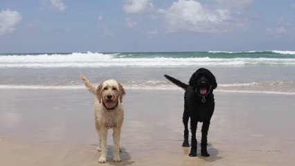 Dieser Züchter bezeichnet seine Erfindung als "Frankensteins Monster"