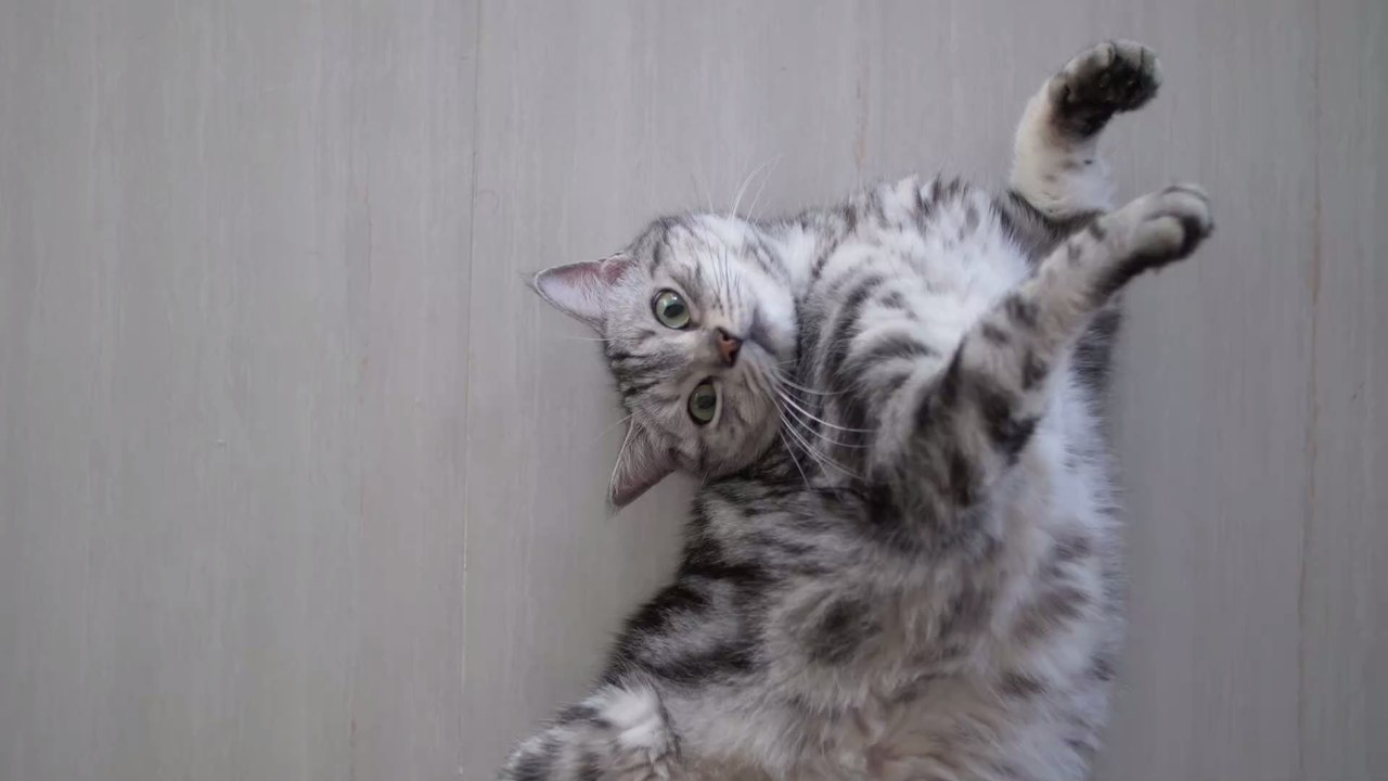 So weckst Du das Raubtier in deiner Katze