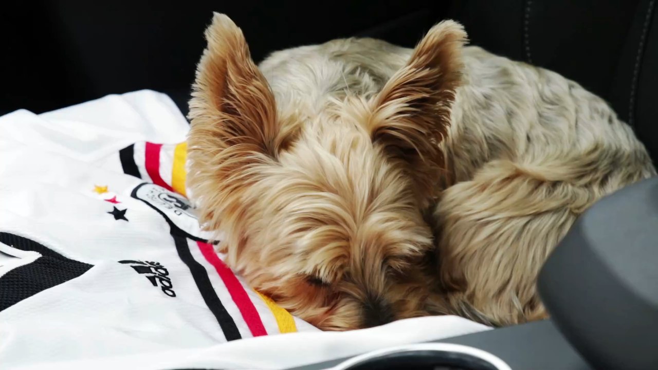 'Sitz!', 'Platz!' und 'Aus!': Deutsche Hunde-Kommandos im Trend