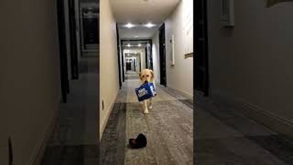 Good Dog Carries Case of Bud Light