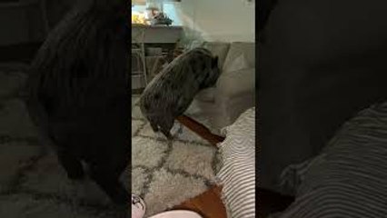Piggy Jumps Up on Couch for Cuddles