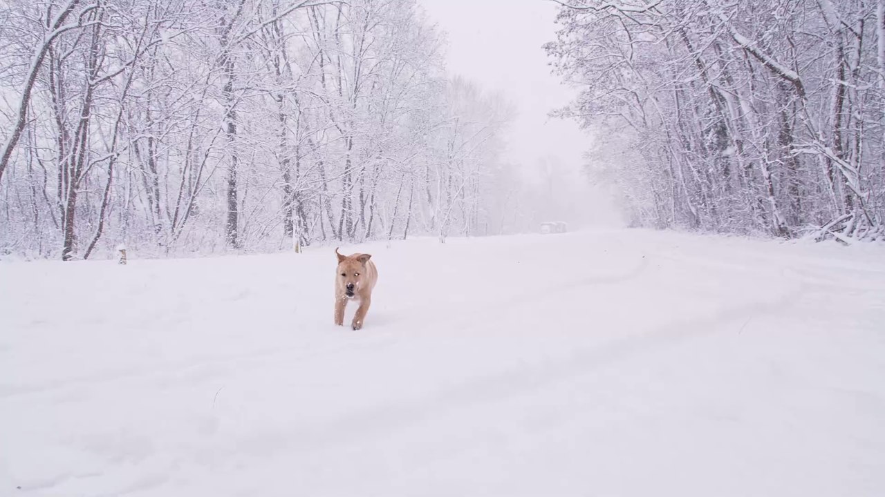 Winterkleidung: Diese Hunderassen sollten sie tragen