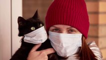Corona: Impfung von Katzen und Hunden möglicherweise 