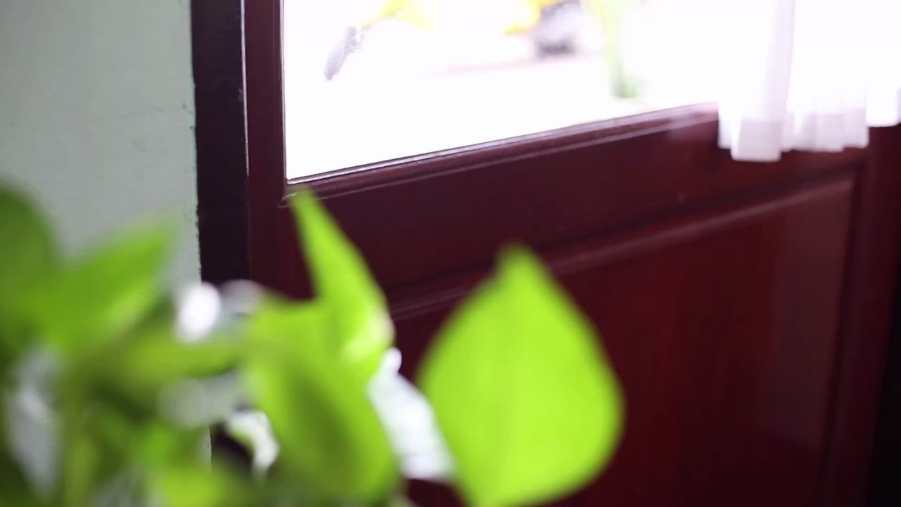 Der schlimmste Albtraum dieser Frau wird wahr, als sie ihre Hunde auf frischer Tat ertappt