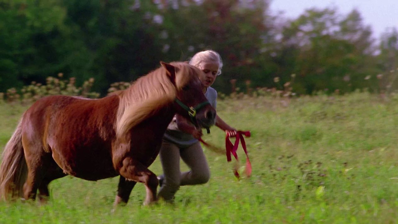 'Unser Haus ist definitiv nicht für Pferde geeignet': Miniatur-Pony wohnt mit Familie im Haus