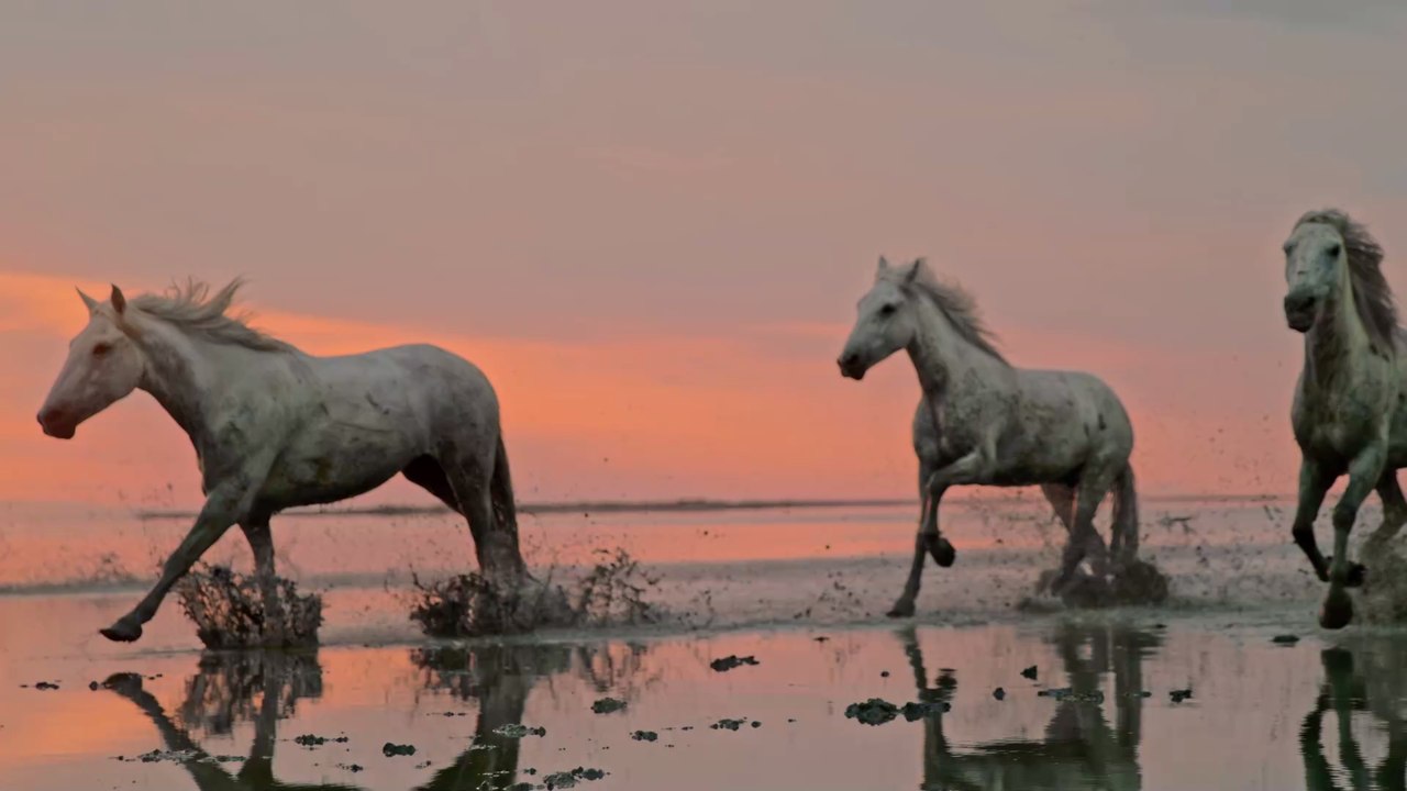 Schwules Pinguin-Paar klaut Nest voller Eier von lesbischen Nachbarn