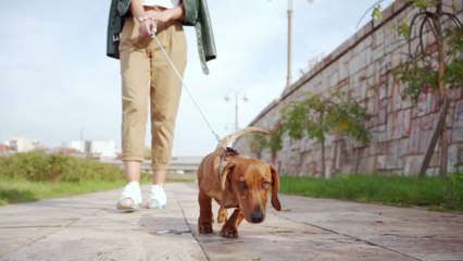 Descargar video: Dein Hund hört nicht? So lockst du ihn ganz einfach zurück