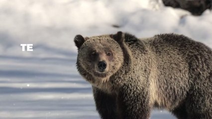Tiere können diese 5 Dinge fühlen, die der Mensch nicht fühlen kann