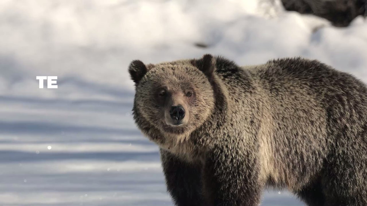 Tiere können diese 5 Dinge fühlen, die der Mensch nicht fühlen kann