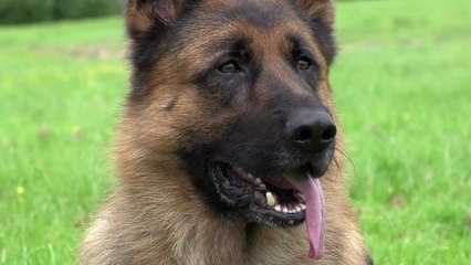 Polizeihund wird zweimal angeschossen und überlebt