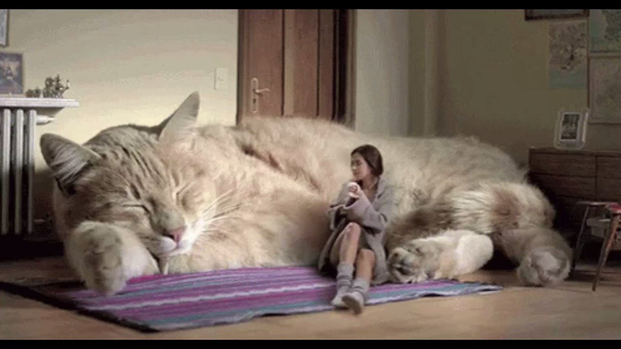 Homeoffice, Lockdown: Diese Katzen haben die Schnauze voll von ihren Besitzern