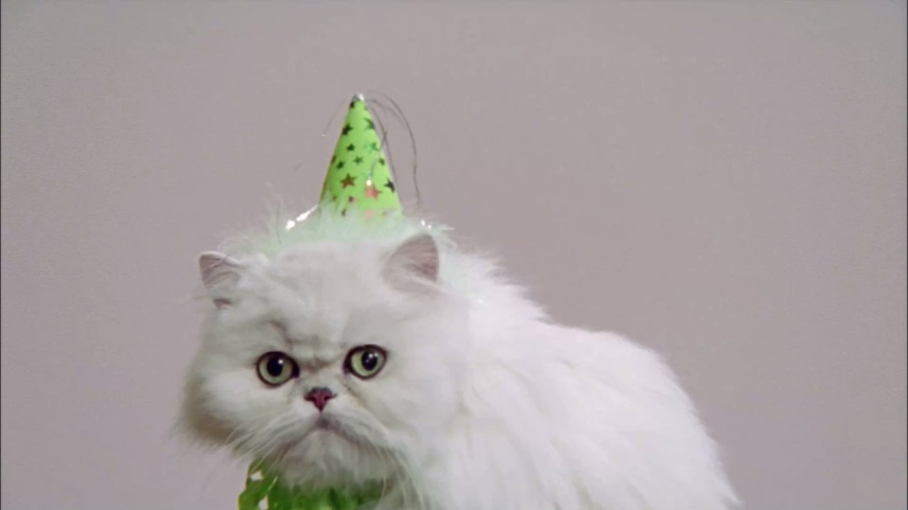 Corona statt Kater: Geburtstagsparty von Katze wird zum Spreader-Event