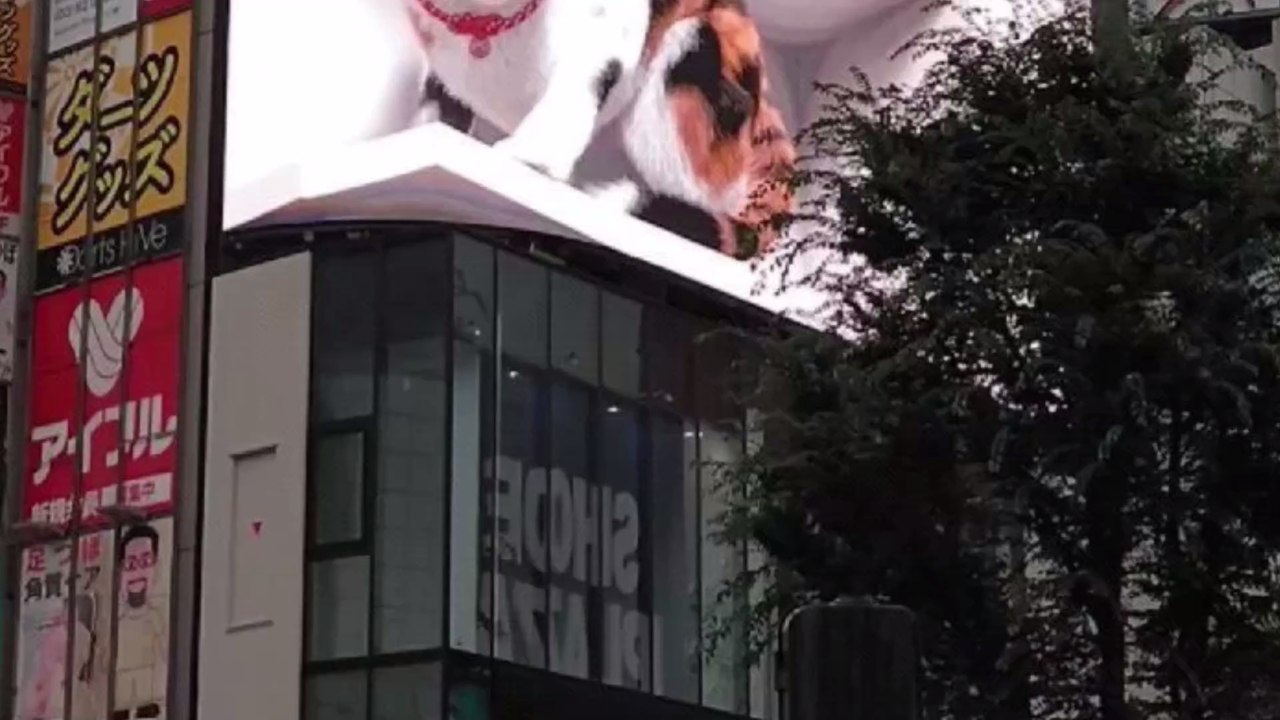 Japan perfektioniert Werbetafeln: Riesige Katze auf einem Gebäude in Japan