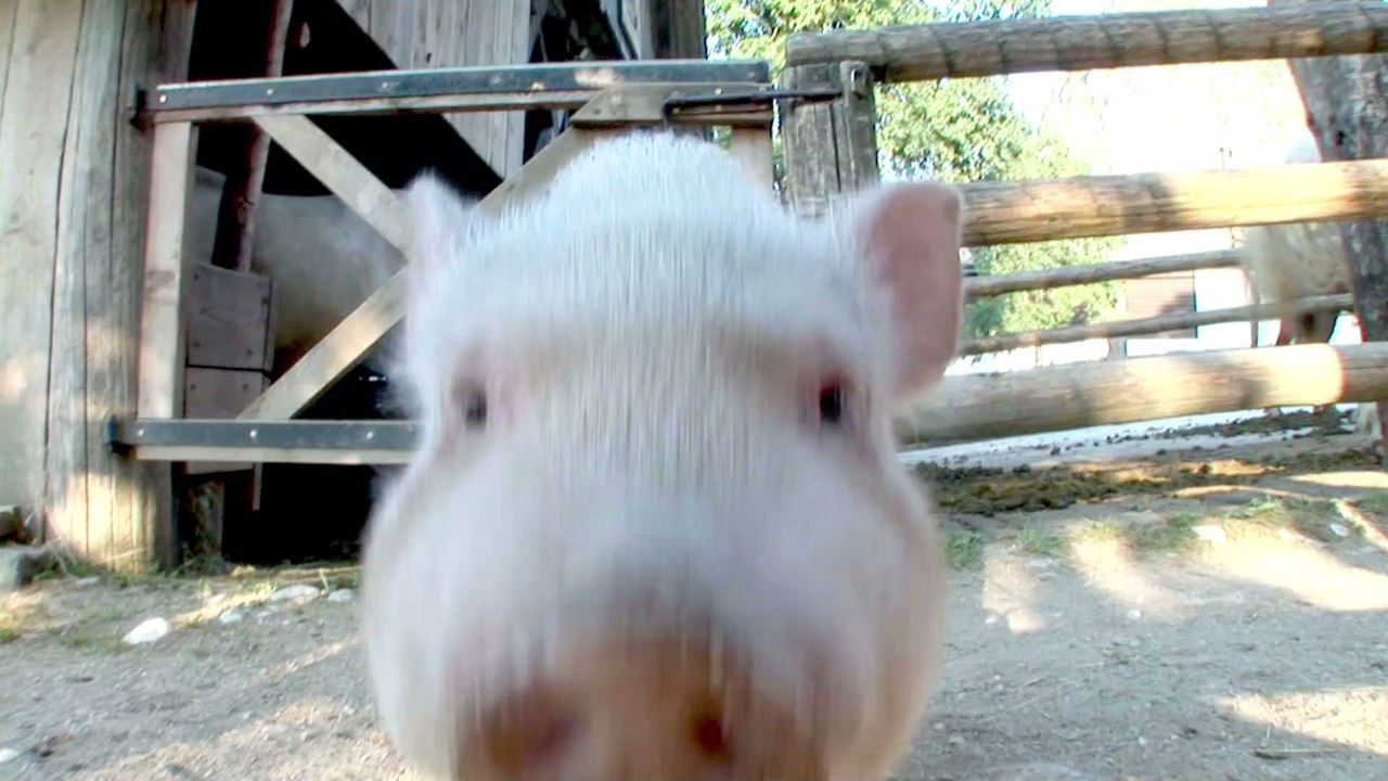 Frau sieht sich schwangere Schweine im Livestream an: Plötzlich fängt der Stall zu brennen an