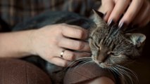 Wie eine Massage eurer Katze und eurem Hund helfen kann