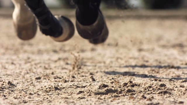 Für das Reiten schlimmer als Corona : Angst vor Pferde-Pandemie!