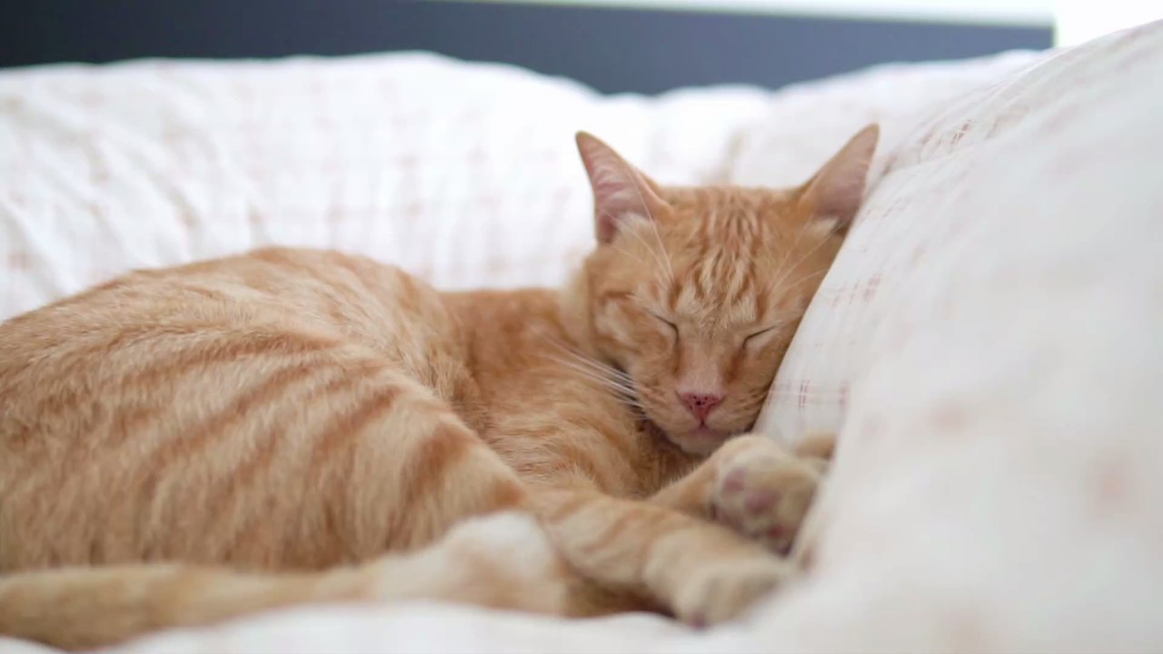 Schnurrendes Chamäleon: Warum Katzen die Fellfarbe wechseln