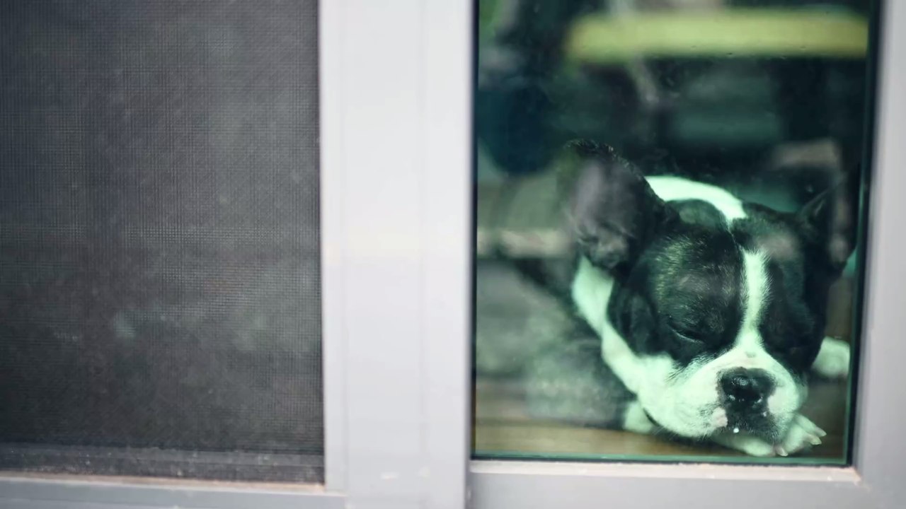 Mit einem Swipe zum Hund: Würzburger Start-Up entwickelt App für Hundeliebhaber