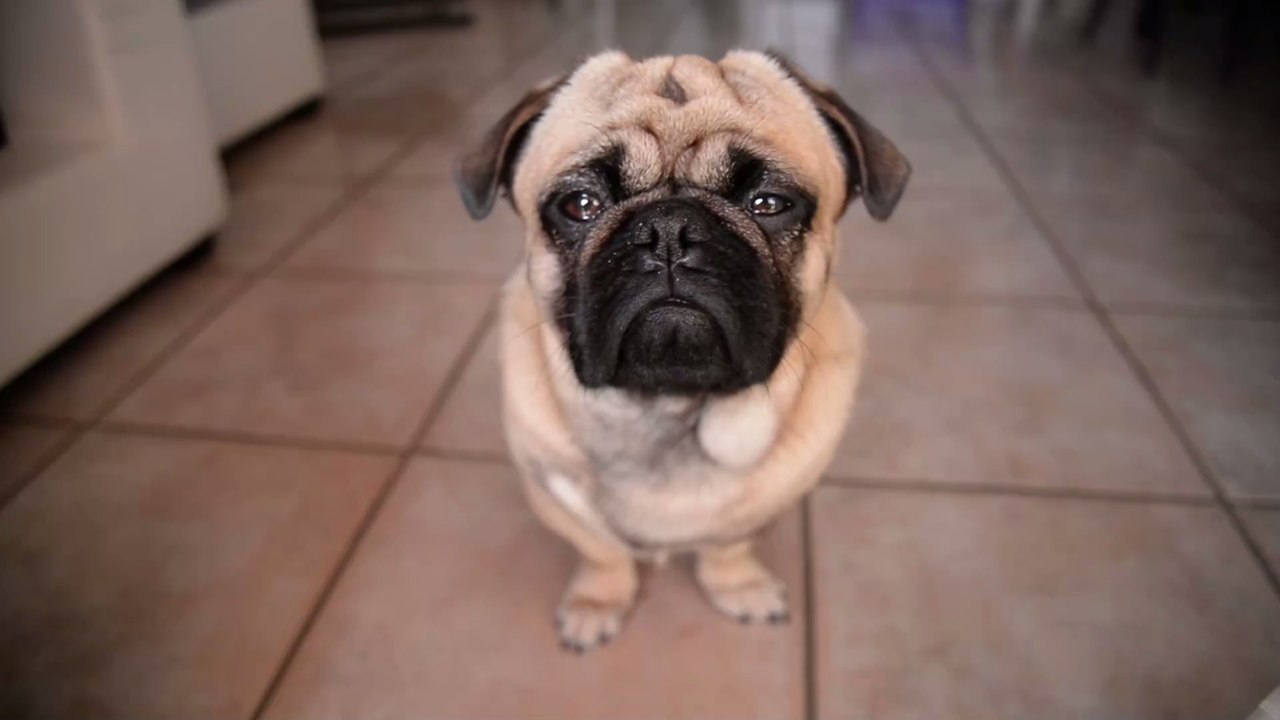 Sprachbarriere: Diese Geste von Hunden wird immer falsch gedeutet