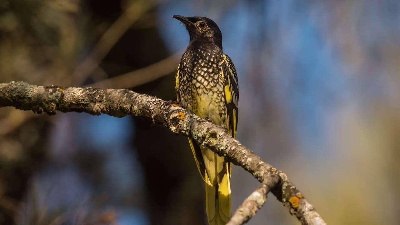 Warzenhonigfresser: Der vom Aussterben bedrohte Vogel hat sein Lied vergessen