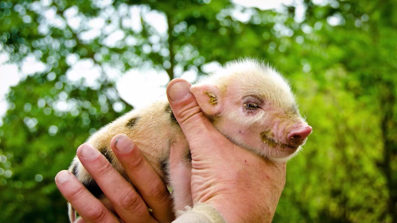 Fälschlich als Minischwein ausgegeben: Frau wohnt jetzt mit 127-Kilo-Eber!