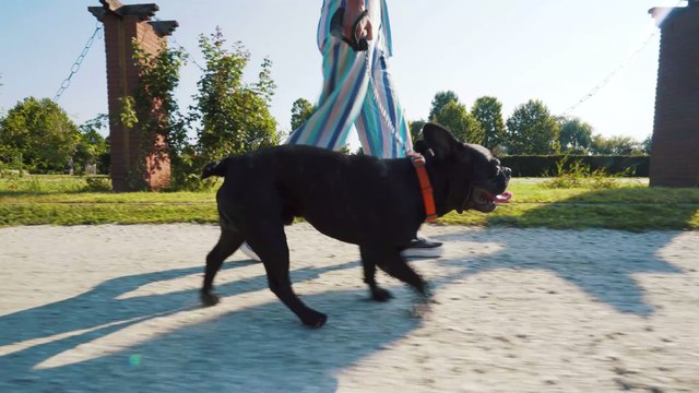 Hündin setzt eigenes Leben aufs Spiel, um Besitzerin das Leben zu retten