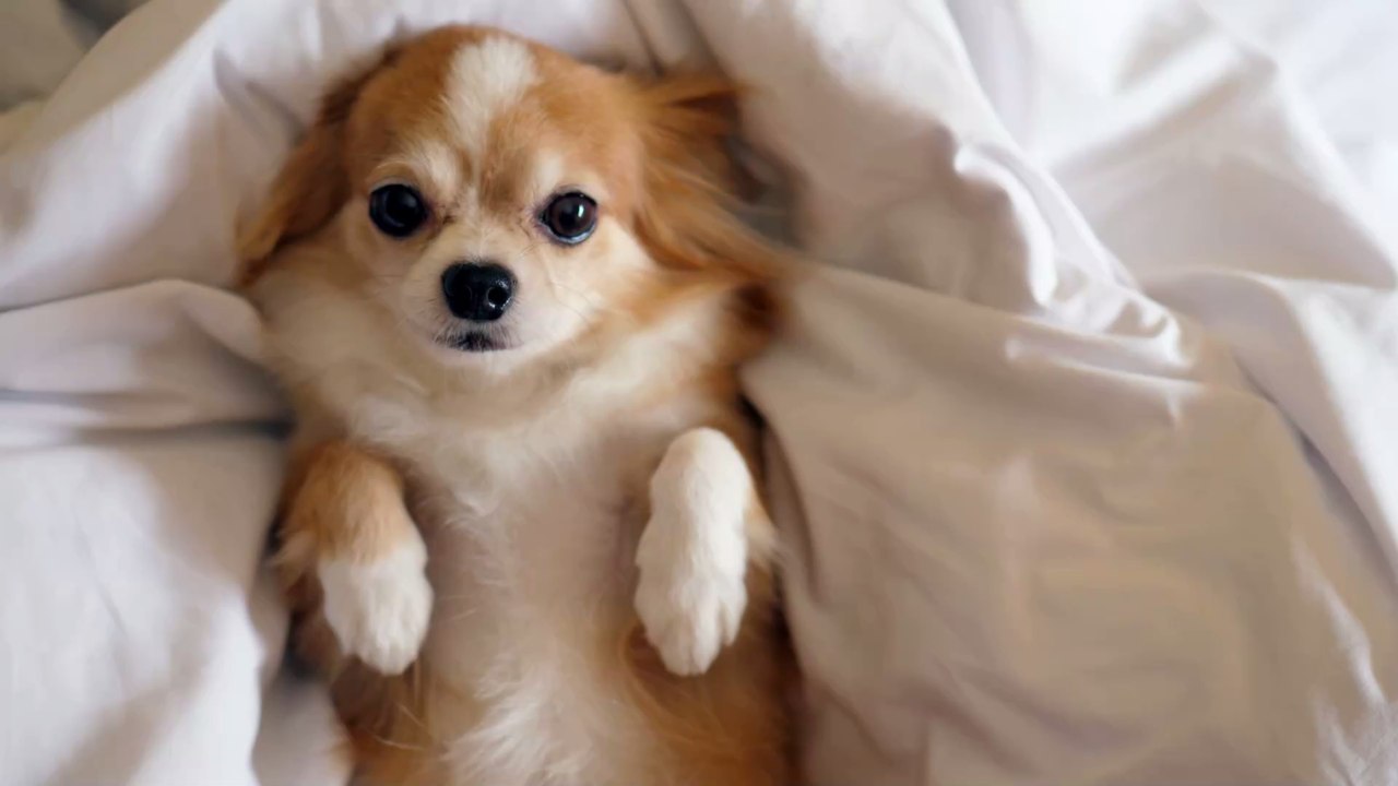 Chihuahua, Dackel & Co.: Diese 5 Fehler machen Besitzer von kleinen Hunden