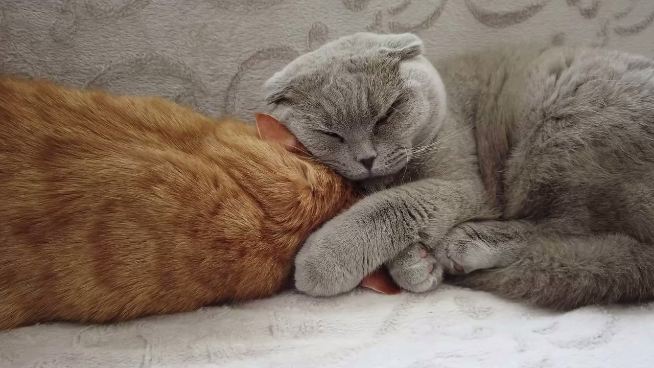 Tierpsychologie: Das sagt die Fellfarbe über deine Katze aus