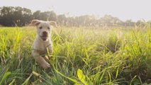 Hund schleppt sich selbst krank zum Tierarzt und winselt um Behandlung