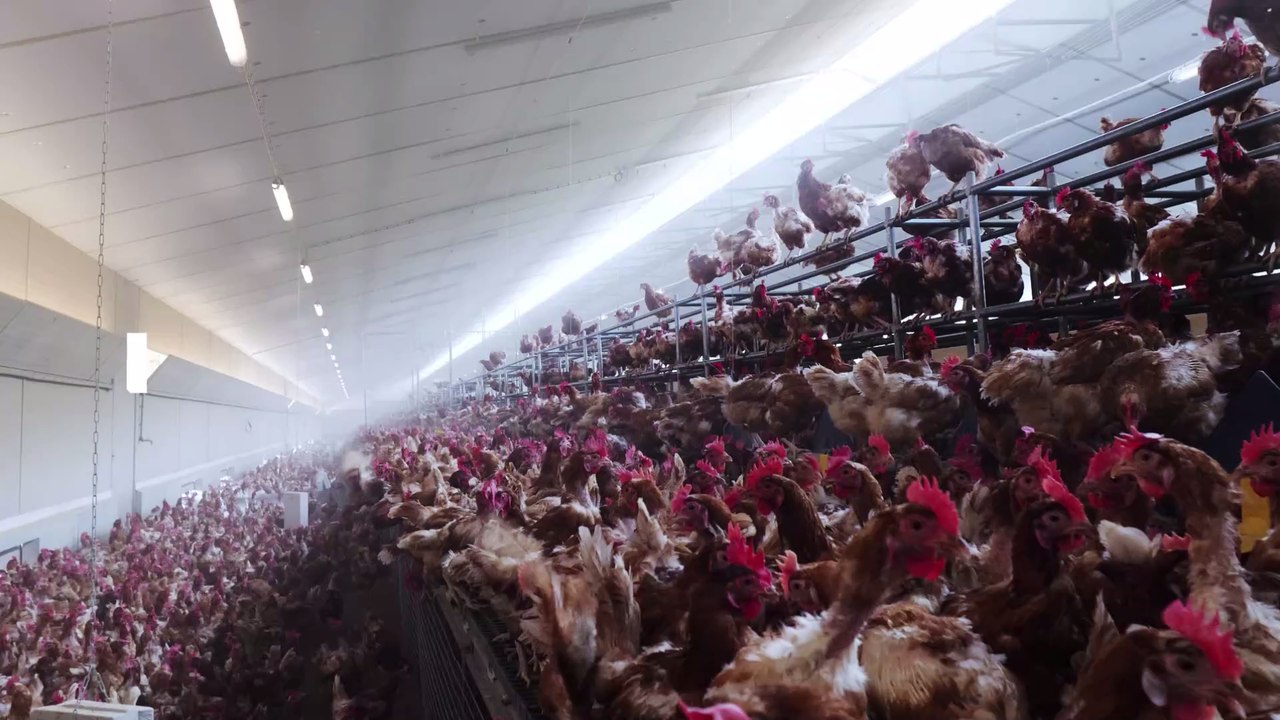 Freiwilliges Tierwohllabel: SPD bringt Klöckner-Verordnung zum Scheitern