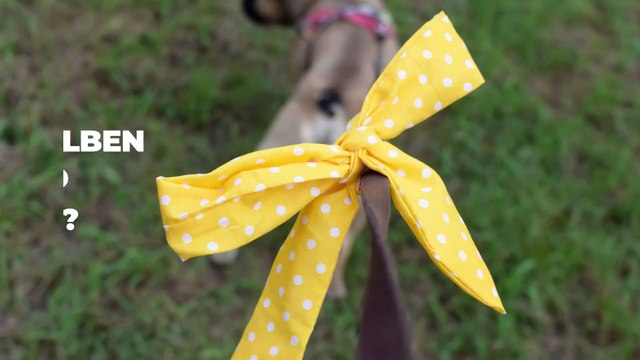 Gulahund: Was eine gelbe Schleife am Halsband eines Hundes bedeutet