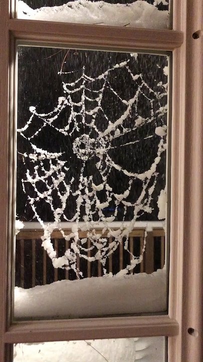 Snowy Spider Web