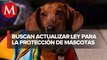 PAOT busca actualizar Ley en materia de Bienestar Animal en Congreso CdMx