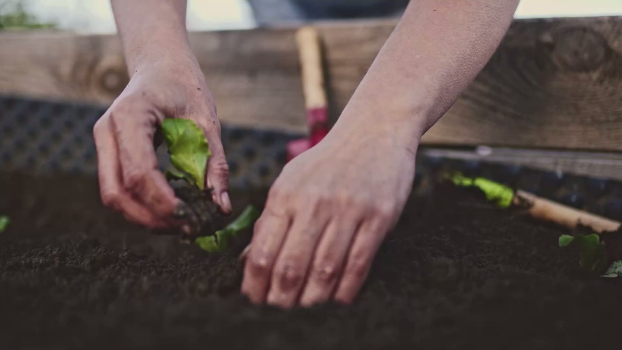 Gemüsebeet: Diese Gemüsesorten dürfen nicht zusammen gepflanzt werden