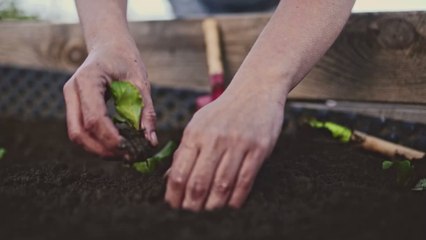 Gemüsebeet: Diese Gemüsesorten dürfen nicht zusammen gepflanzt werden