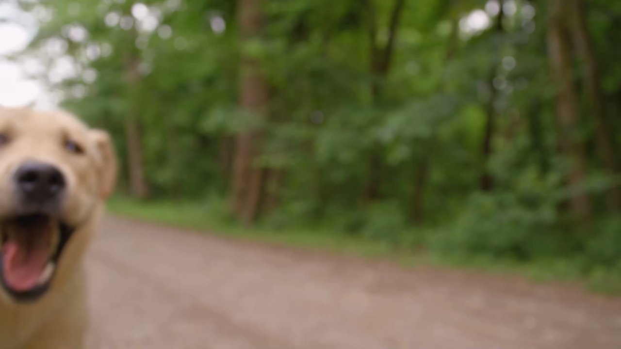 Hund geht im Urlaub verloren, dann bekommen Besitzer plötzlich ein ungewöhnliches Foto