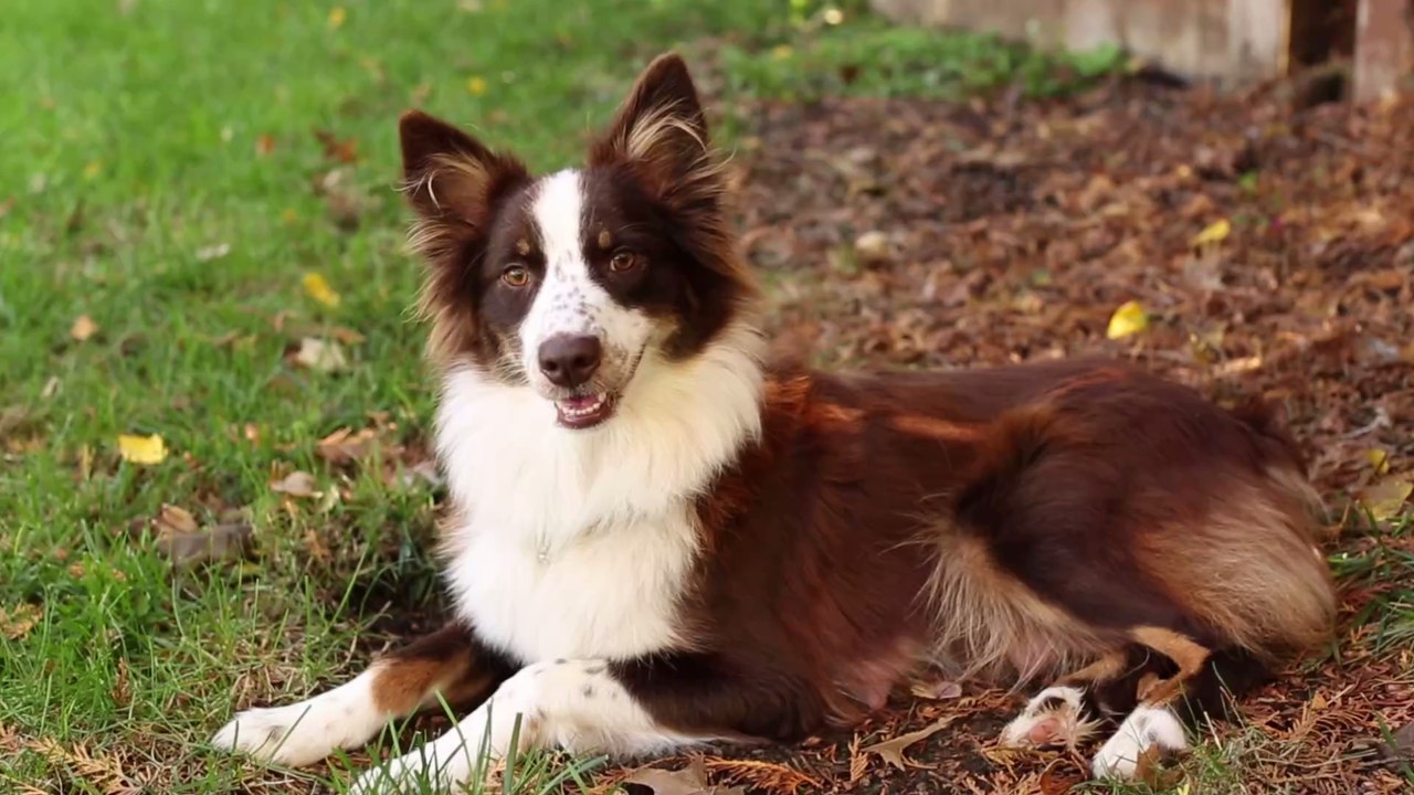Darum wartet dieser Hund jedes Mal, bevor er zu fressen beginnt
