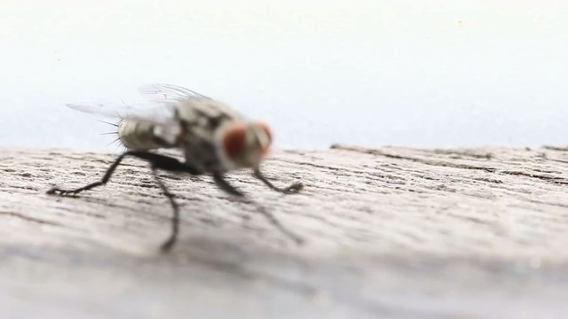Life-Hack: So vermeidest du im Sommer Fliegen rund um den Mülleimer