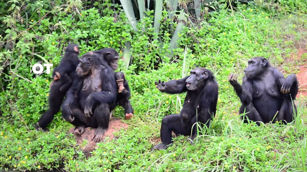 Belgien: Zoo beendet Beziehung zwischen Besucherin und Schimpansen
