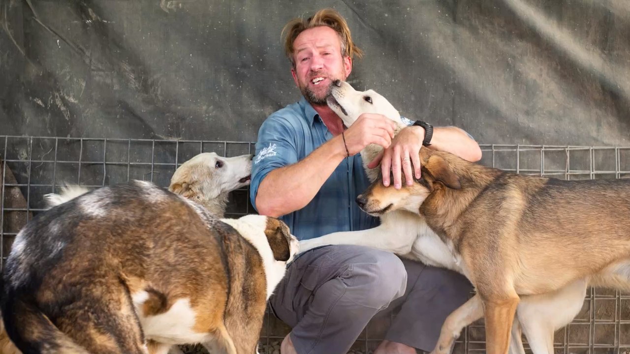Über 150 Tiere: Ex-Soldat evakuiert Tierheim aus Afghanistan