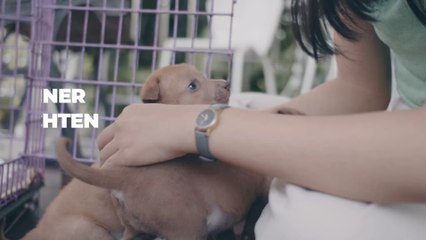 Verschärfte Regeln für Hundehaltung: Politik schaltet sich endlich ein, um weiteren Haustierboom zu vermeiden