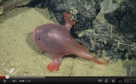 Video : un poisson des abysses filmé pour la première fois