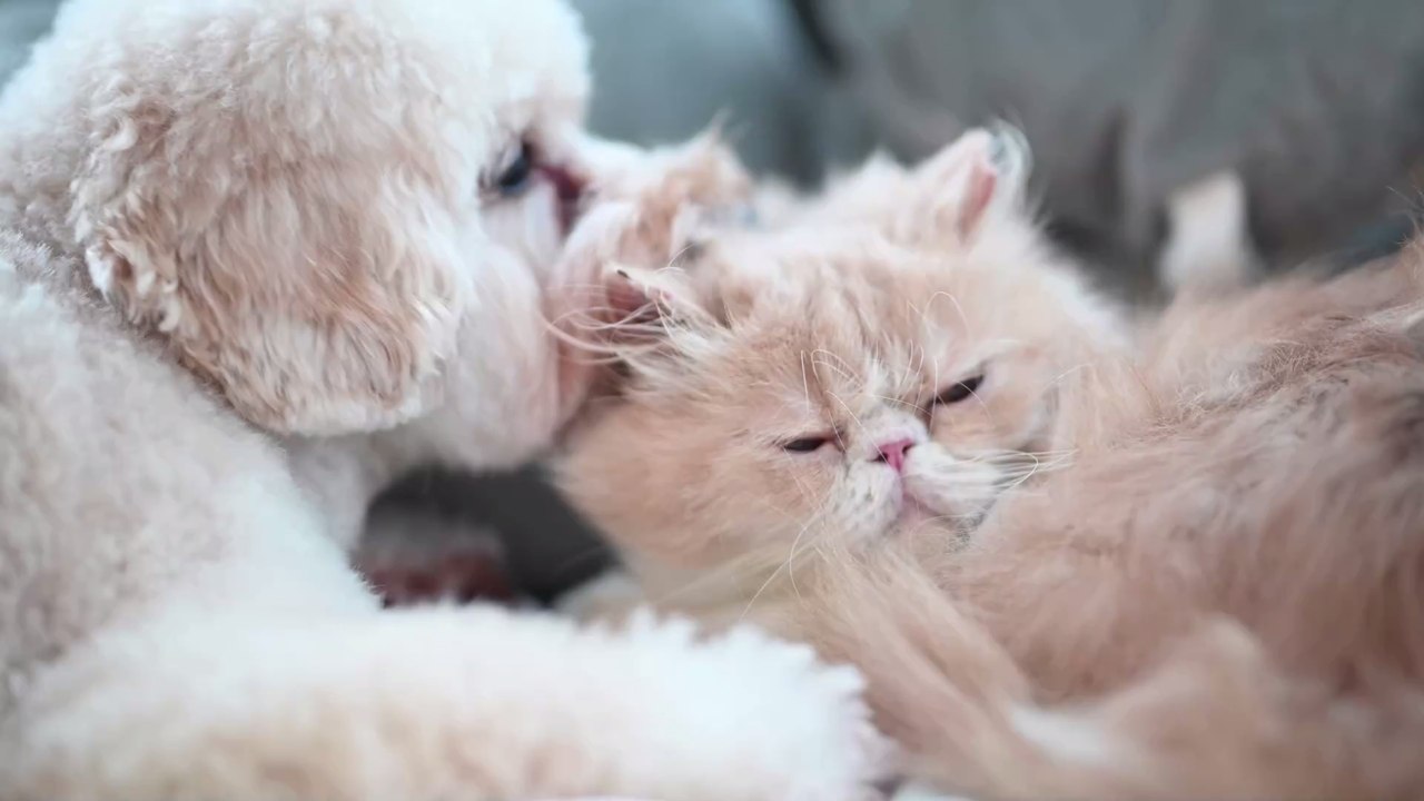 Neue EU-Verordnung: Droht unseren Haustieren bald das Todesurteil?