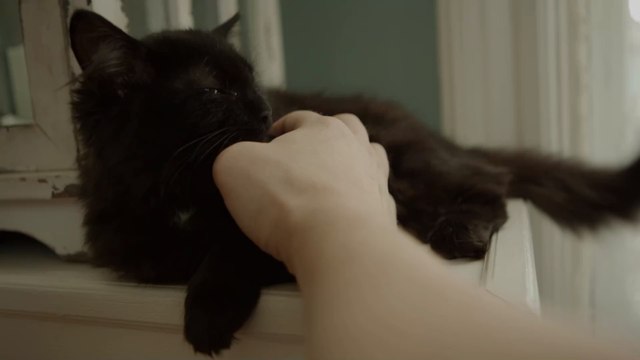 Stunden nach Einäscherung der Katze: Familie kann nicht glauben, als sie plötzlich wieder vor der Tür steht