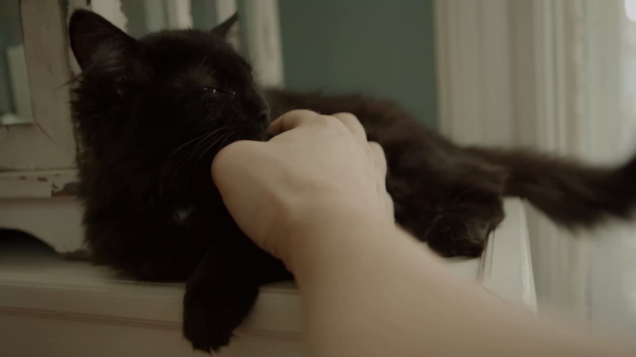 Stunden nach Einäscherung der Katze: Familie kann nicht glauben, als sie plötzlich wieder vor der Tür steht