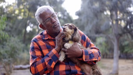 Mit dem Vierbeiner im Auto unterwegs: Welche Regeln sind wichtig und was droht bei Missachtung?